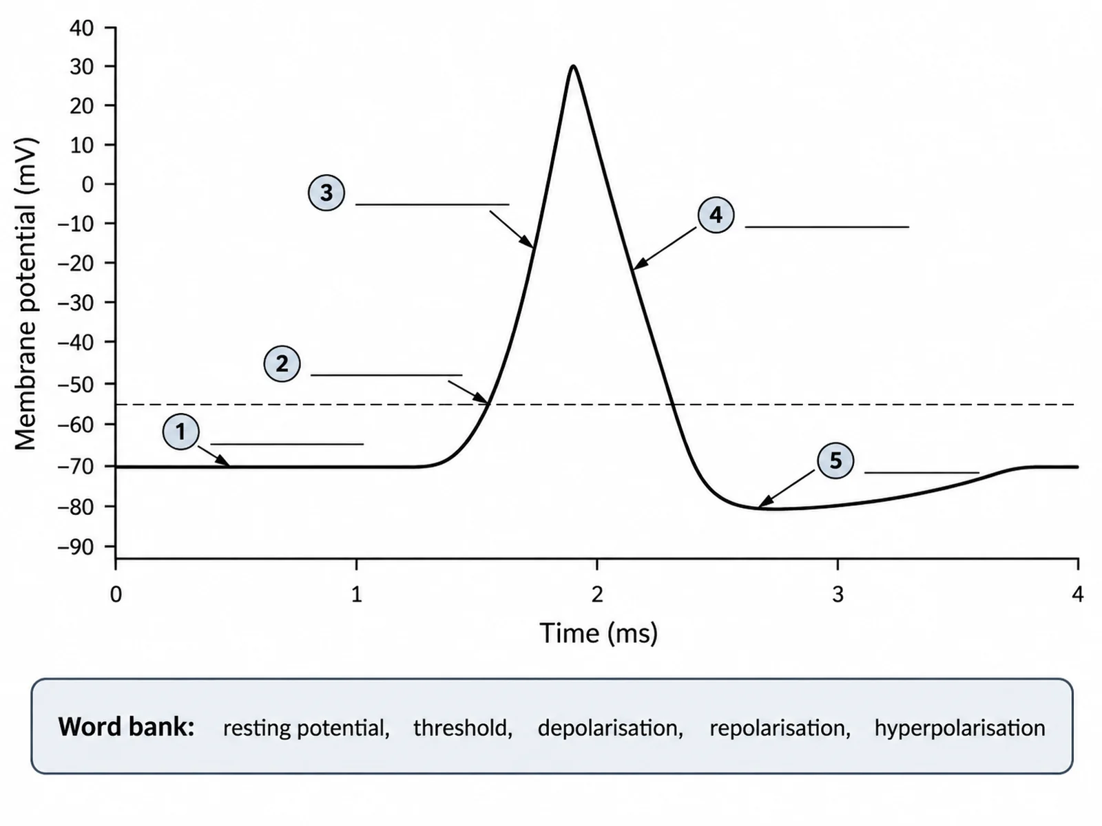 Blank unlabeled action potential graph with numbered millivolt and millisecond axes, empty label lines, and a word bank for students to complete