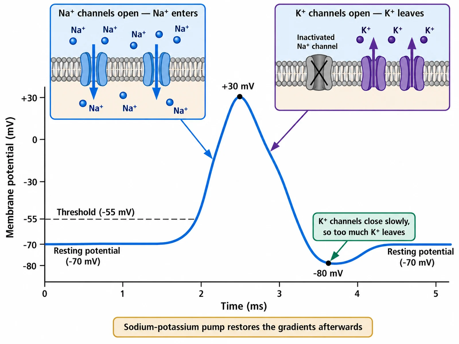 Action potential graph with membrane insets showing sodium entering the cell during depolarisation and potassium leaving during repolarisation