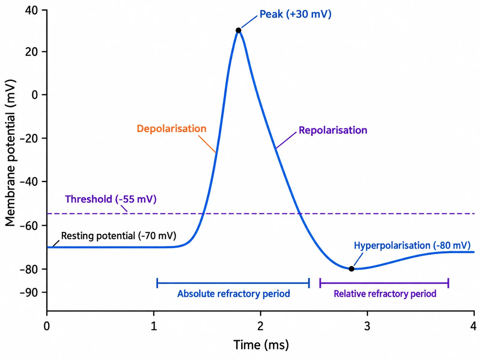 Labeled action potential graph plotting membrane potential in millivolts against time in milliseconds, with the resting potential at −70 mV, threshold at −55 mV, peak at +30 mV, and hyperpolarisation undershoot to −80 mV