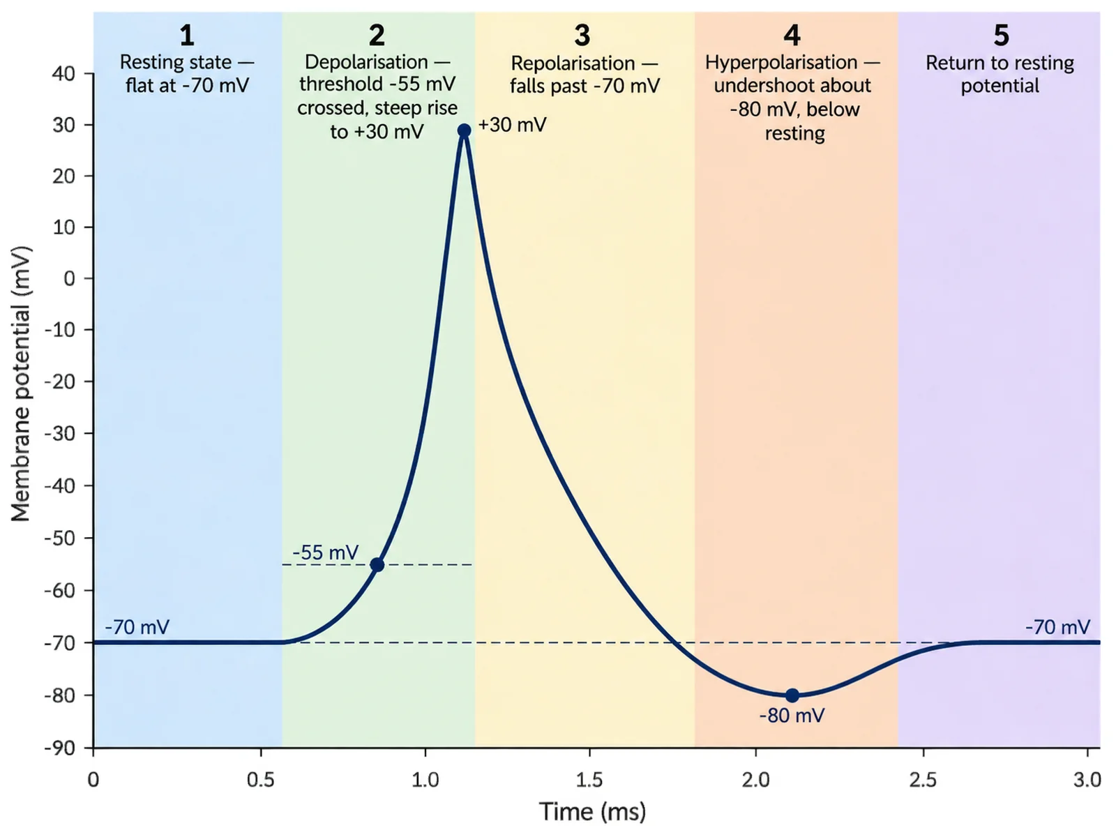 Action potential graph split into five shaded phases from the resting state through depolarisation, repolarisation, and hyperpolarisation back to rest