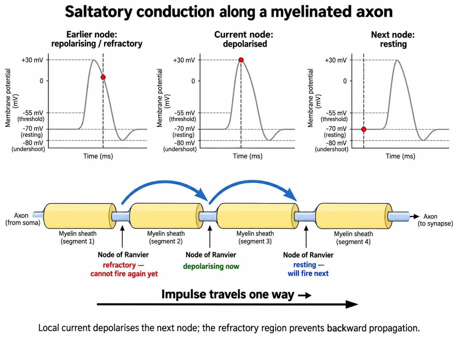 Saltatory conduction diagram showing an action potential jumping between nodes of Ranvier along a myelinated axon in one direction only