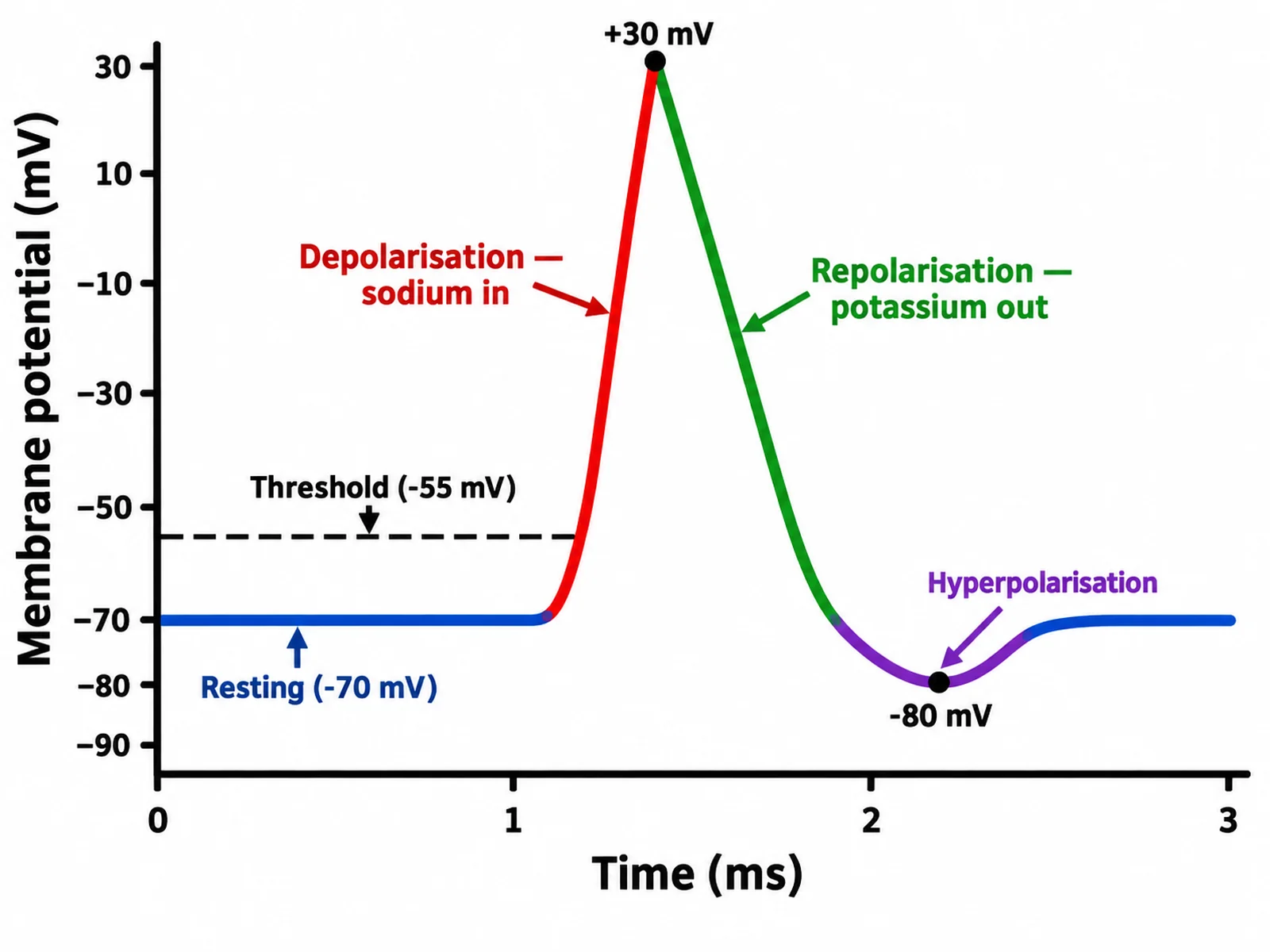 Simple bold action potential curve for younger students with five large labels and the key millivolt values marked