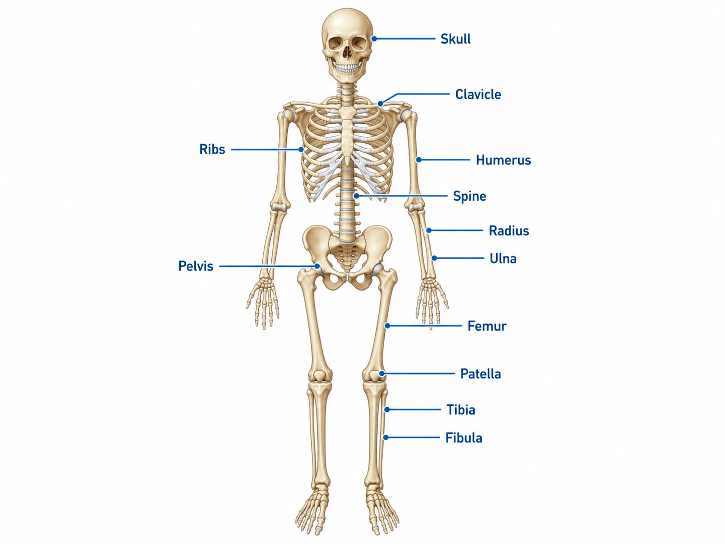 Labeled human skeleton diagram with skull, spine, ribs, pelvis, arms, legs, and major bones