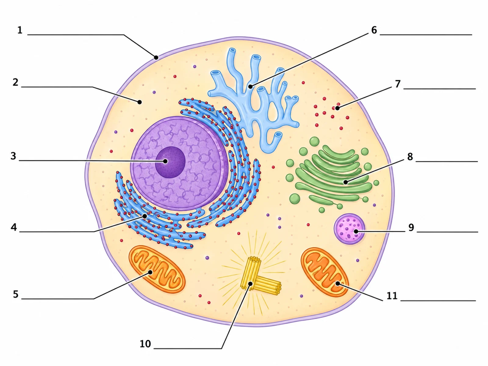 Blank unlabeled animal cell diagram with numbered empty label lines for students to complete