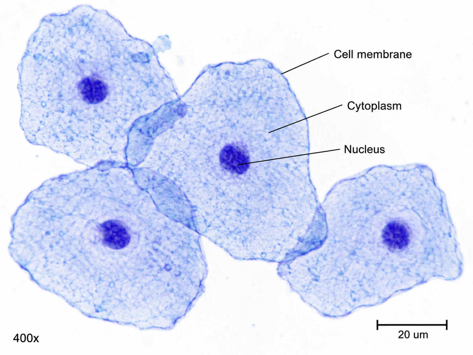 Labeled diagram of cheek cells as seen under a light microscope, showing the cell membrane, cytoplasm, and stained nucleus