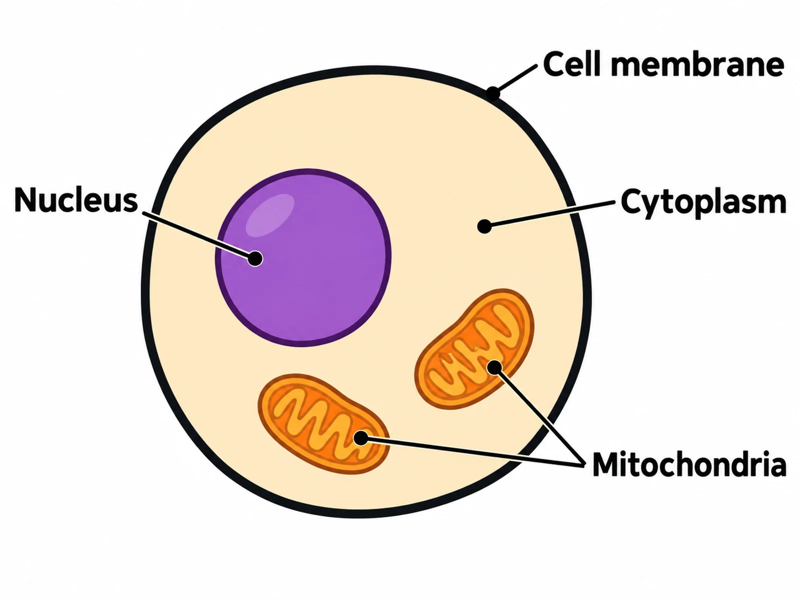 Simple animal cell diagram for younger students labeling only the cell membrane, cytoplasm, nucleus, and mitochondria