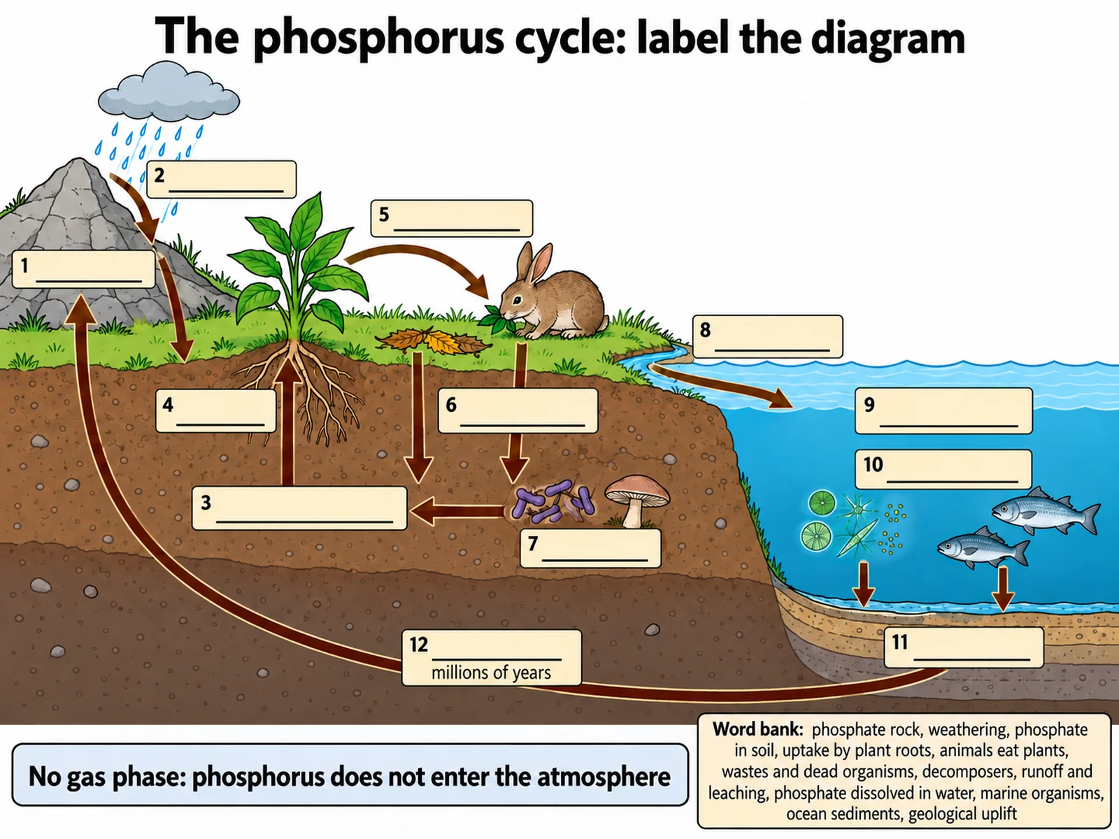 Blank phosphorus cycle worksheet with the landscape and arrows drawn and twelve numbered answer lines in place of the reservoir and process names, with a word bank