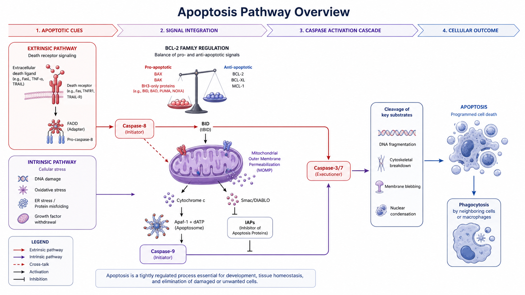Apoptosis pathway overview with intrinsic and extrinsic cues, mitochondria, caspase cascade, and cell death outcome