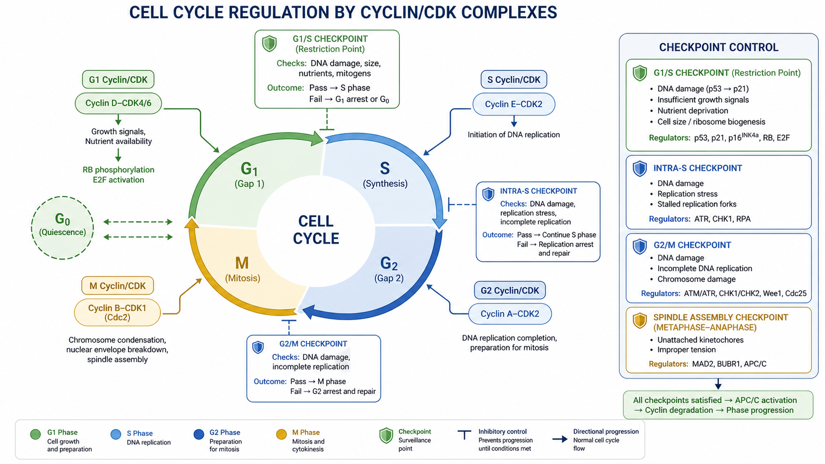 Cell cycle regulation diagram showing cyclin/CDK checkpoints, G1/S, S, G2/M progression, and checkpoint control