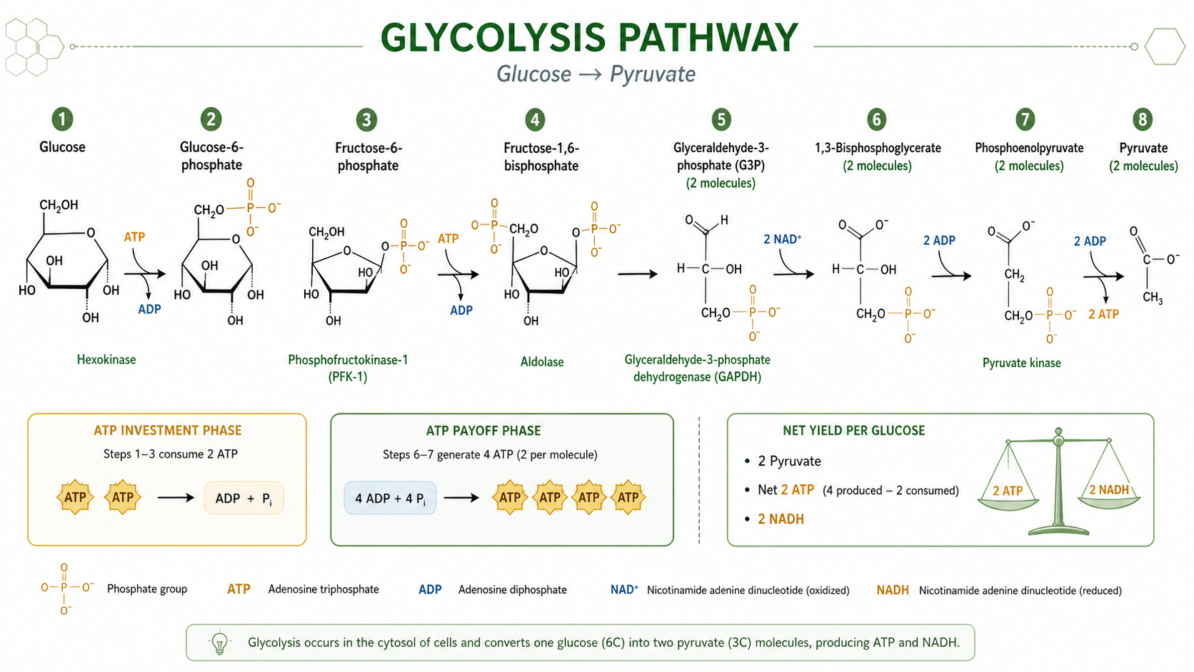 Glycolysis pathway diagram with glucose, intermediates, ATP investment, ATP payoff, and pyruvate output
