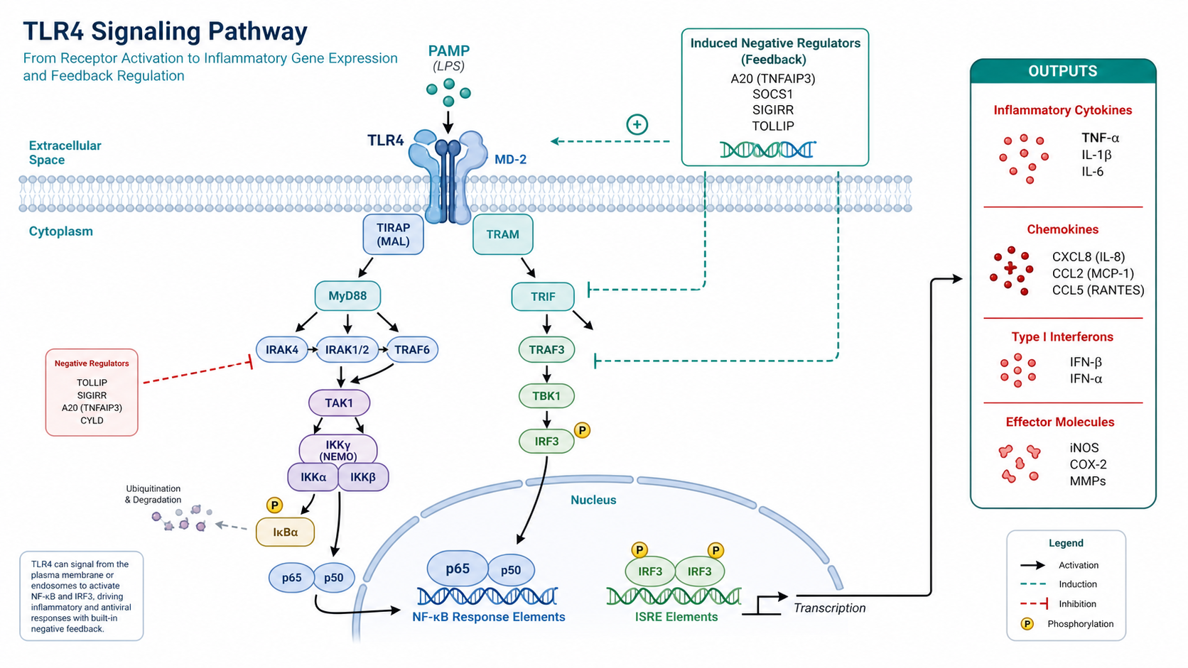 Immune signaling pathway diagram with receptor activation, adaptor proteins, NF-kB response, and inflammatory outputs