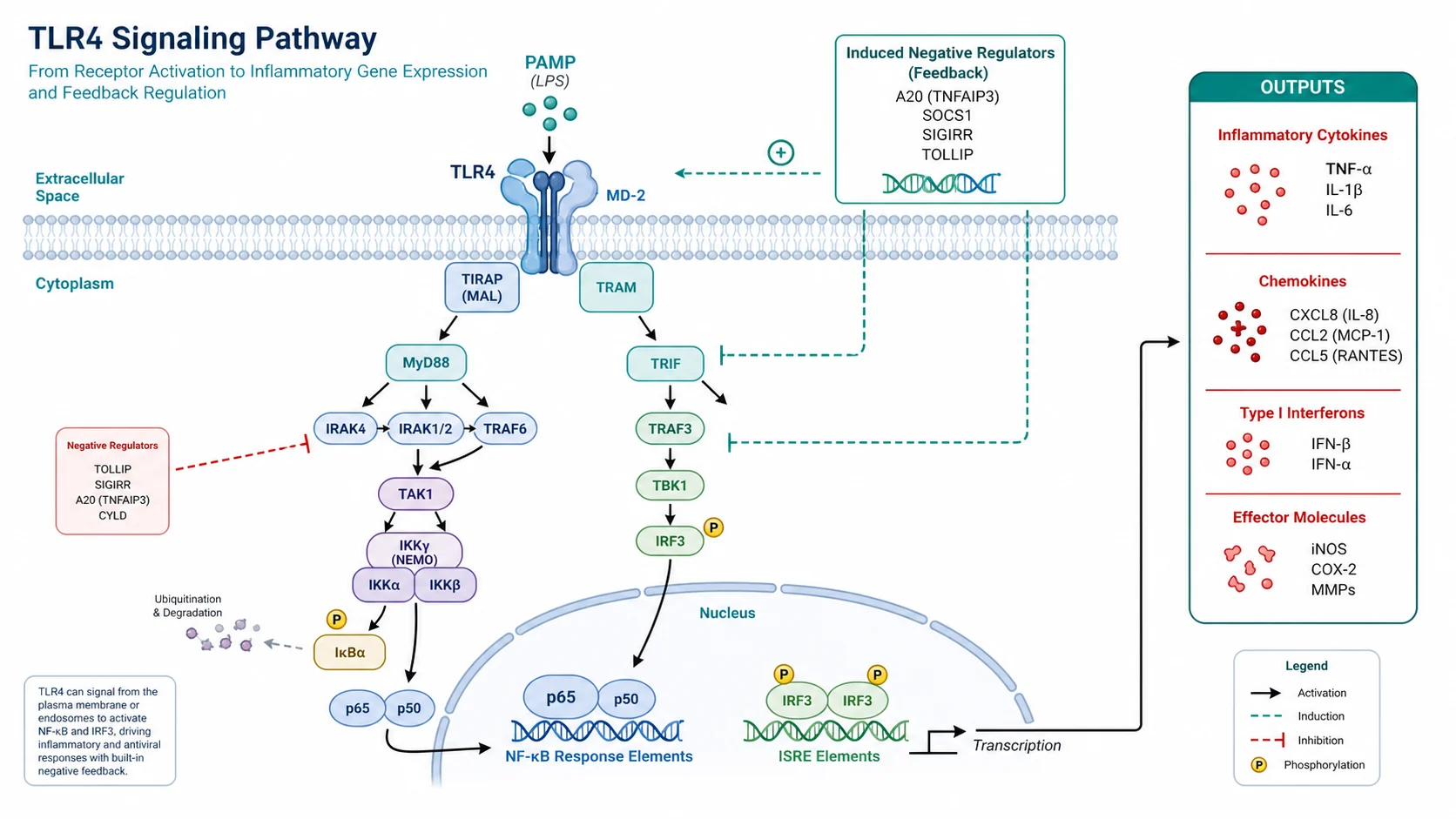 Schaubild eines Immunsignalwegs mit Rezeptoraktivierung, Adapterproteinen, NF-κB-Antwort und Entzündungsreaktion
