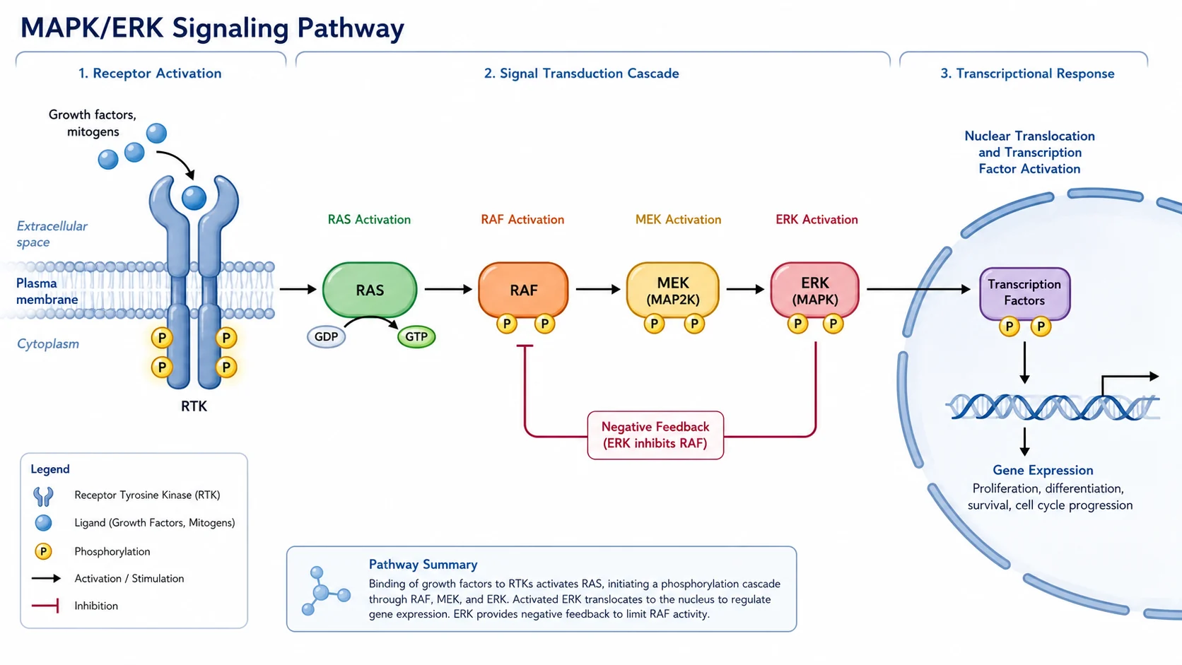 MAPK/ERK signaling pathway diagram with labeled kinases and activation arrows