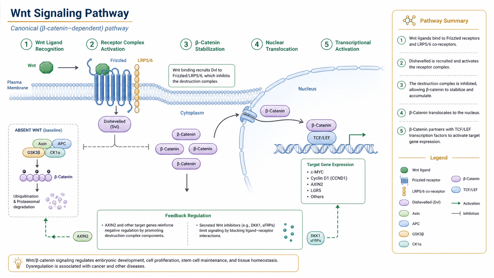 Wnt signaling pathway diagram with receptor complex activation, beta-catenin stabilization, nuclear translocation, and transcriptional output