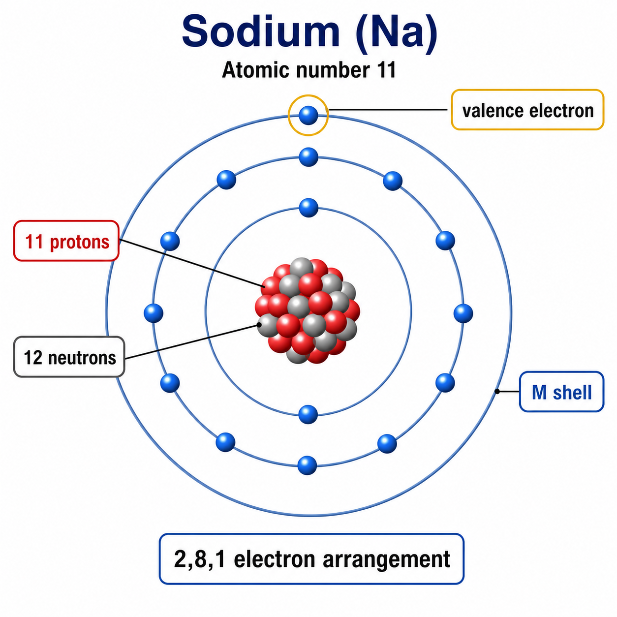 Sodium Bohr model diagram with eleven protons, twelve neutrons, three shells, 2-8-1 electron arrangement, and highlighted valence electron