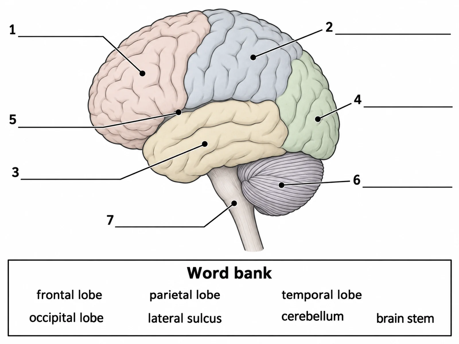 Blank unlabeled brain diagram with numbered empty label lines and a word bank for students to complete