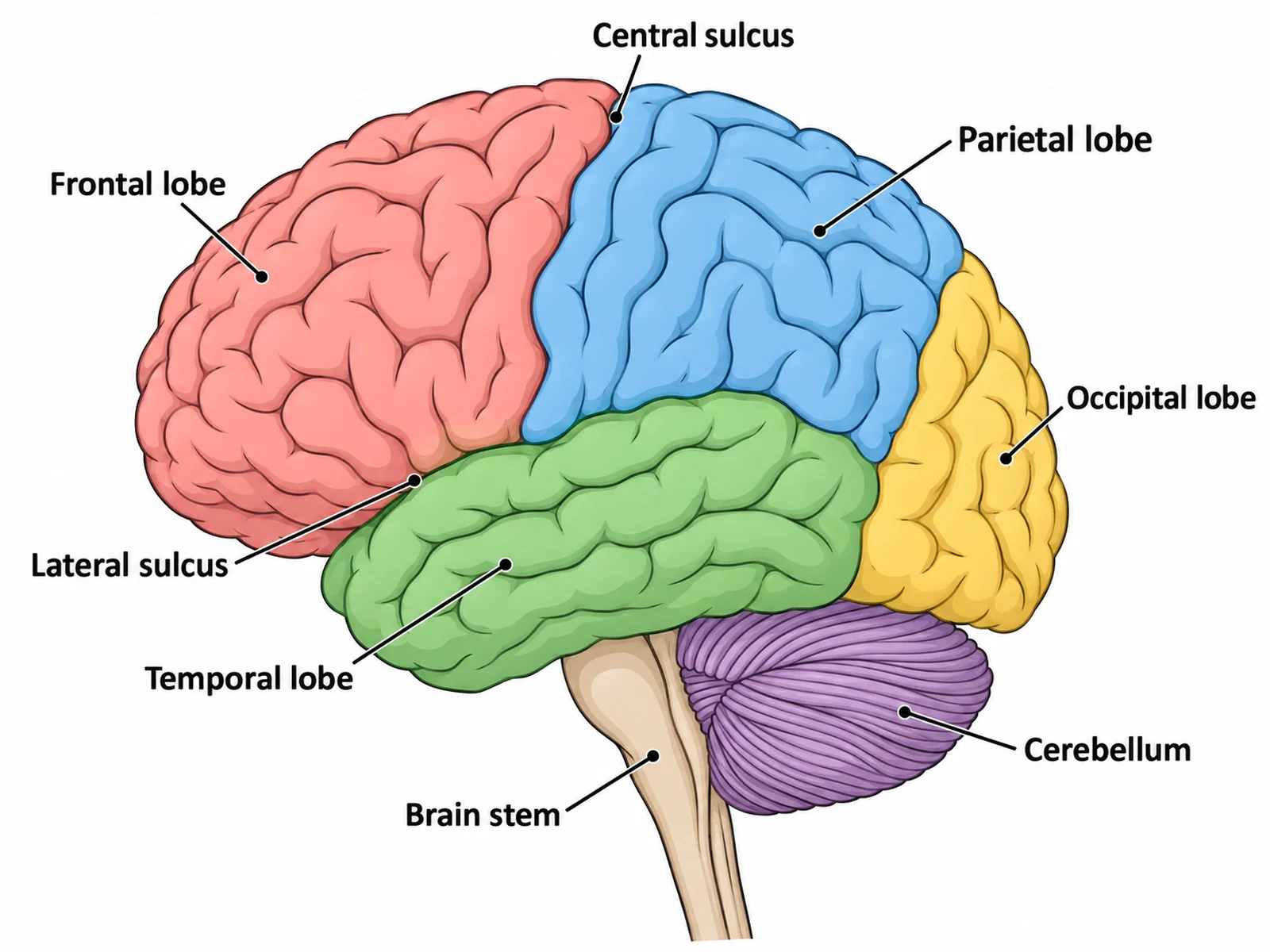 Labeled brain diagram in left lateral view naming the frontal, parietal, temporal, and occipital lobes, the cerebellum, and the brain stem