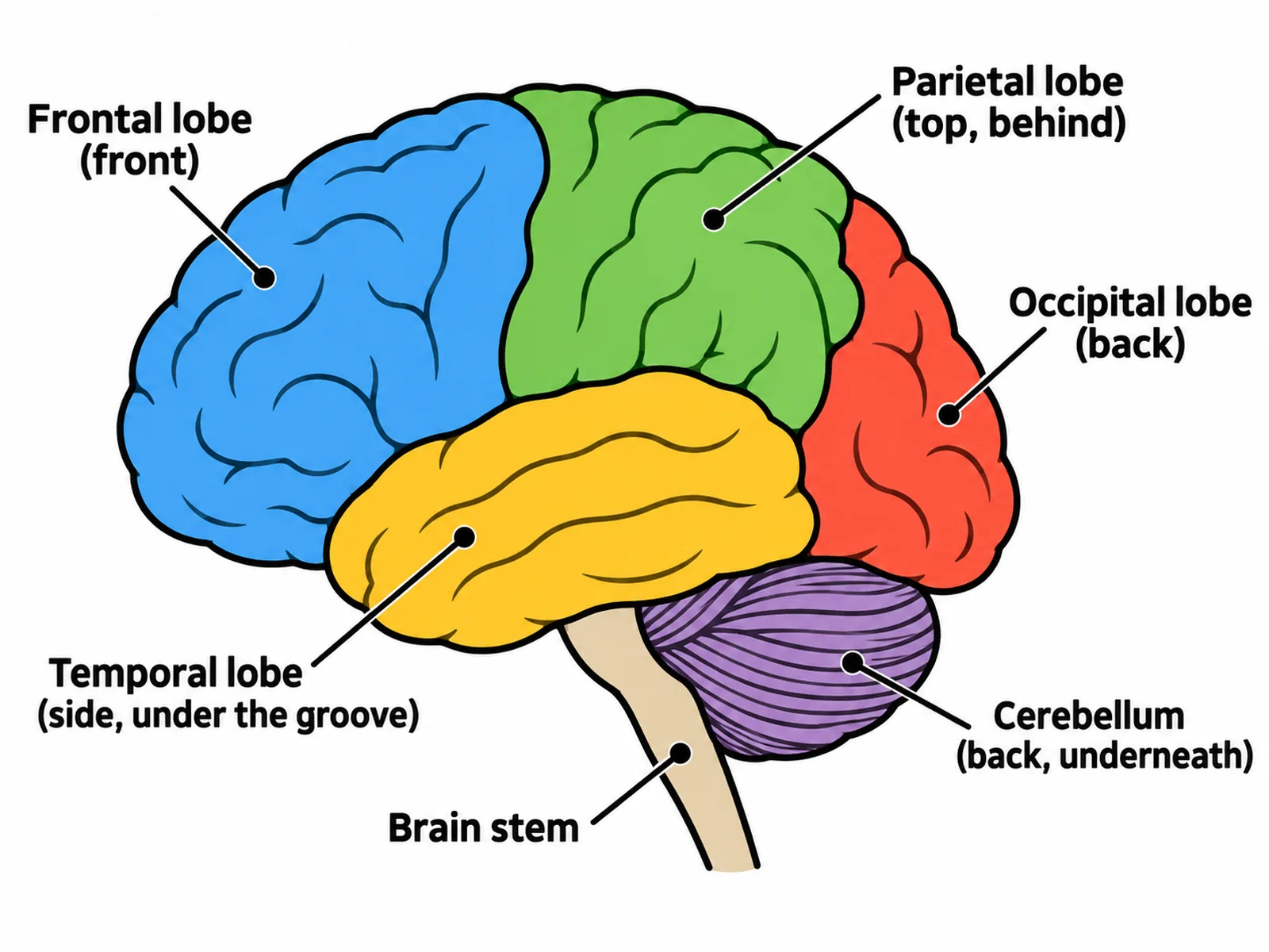 Simple easy-to-draw brain with four coloured lobes, the cerebellum at the back, and the brain stem below