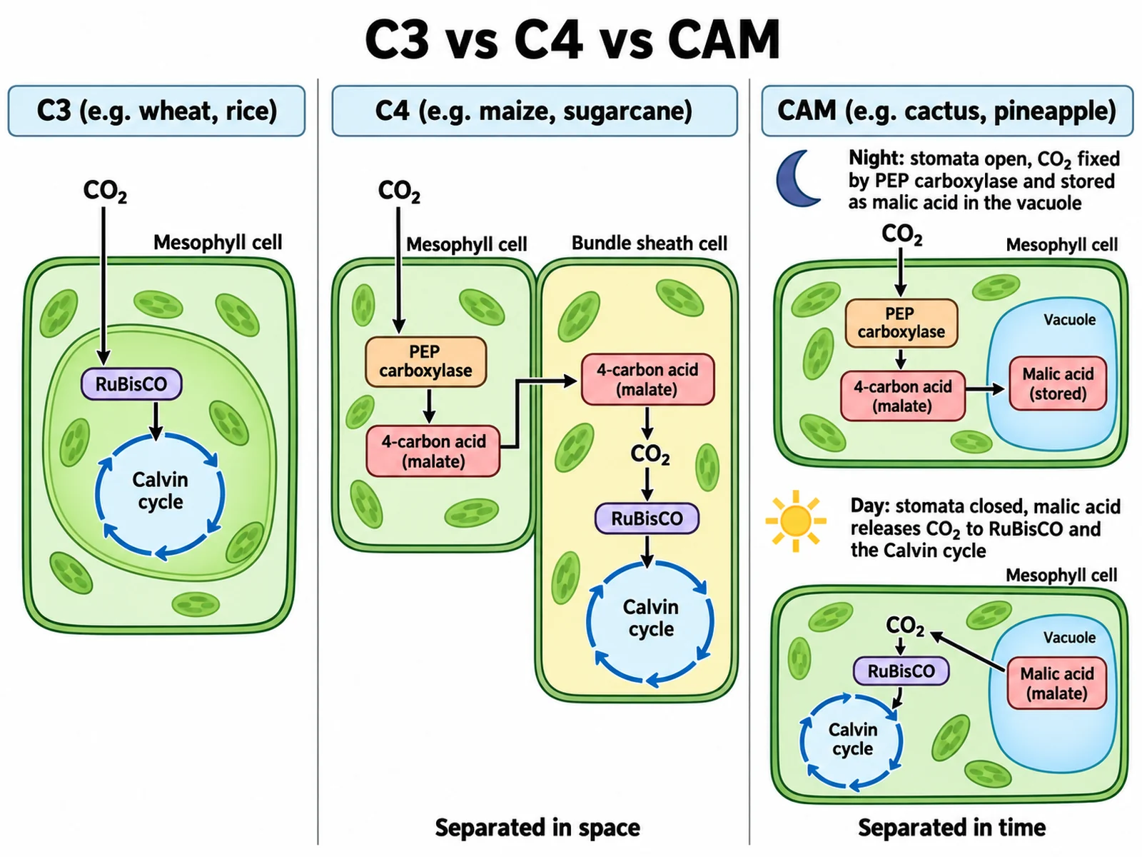 C3, C4, and CAM comparison diagram showing the Calvin cycle in one mesophyll cell, C4 fixation in mesophyll with the Calvin cycle in bundle sheath cells, and CAM fixation at night with the Calvin cycle by day