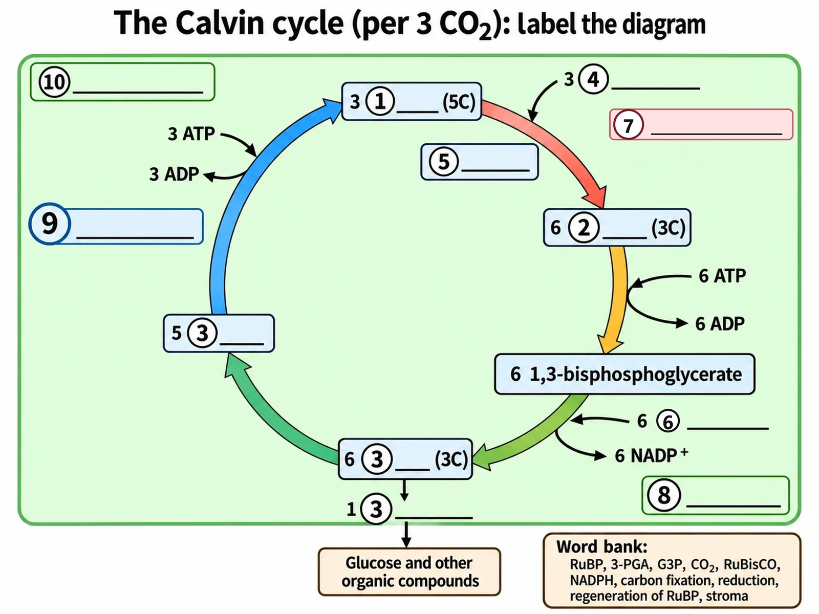 Blank Calvin cycle worksheet with the loop, arrows, and counts drawn but ten numbered answer lines in place of the molecule, enzyme, and stage names, with a word bank