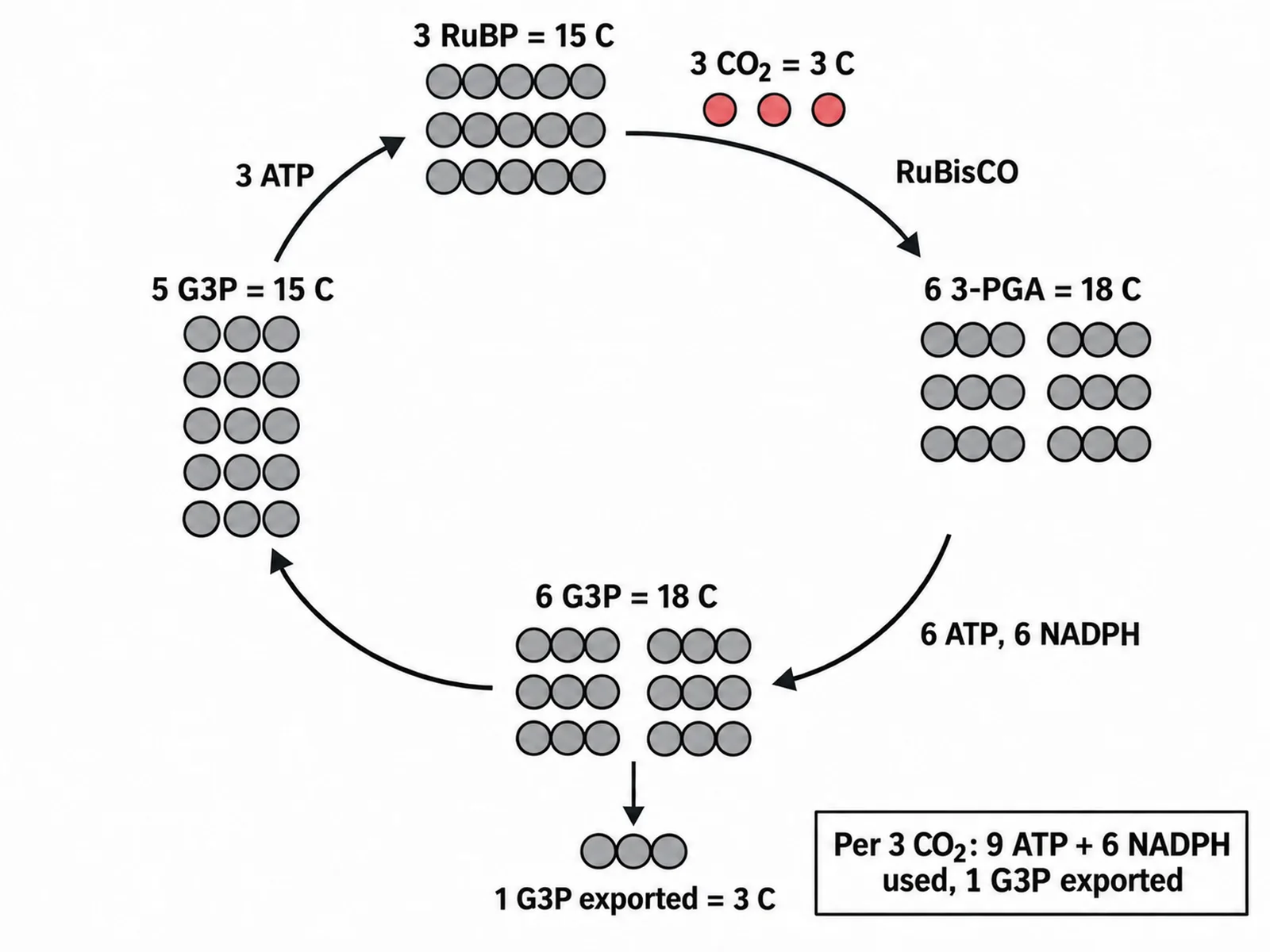 Calvin cycle carbon counting diagram tracking 15 carbons in 3 RuBP plus 3 from CO2 to 18 carbons in 6 3-PGA and 6 G3P, with 3 carbons exported as one G3P and 15 returned to RuBP