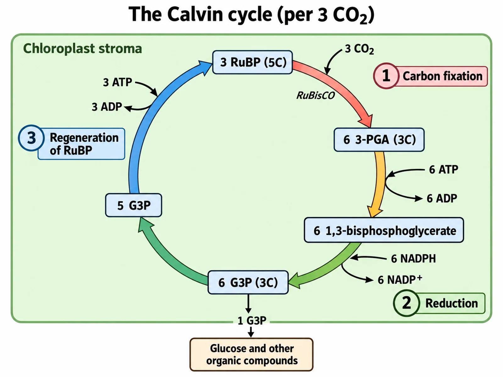 Calvin Cycle Diagram Generator preview