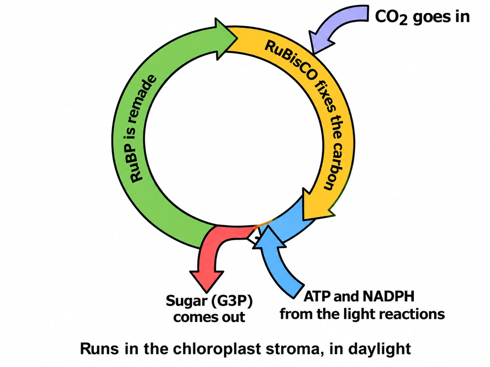 Simple Calvin cycle diagram with five large labels: CO2 in, RuBisCO, ATP and NADPH from the light reactions, sugar G3P out, and RuBP regenerated