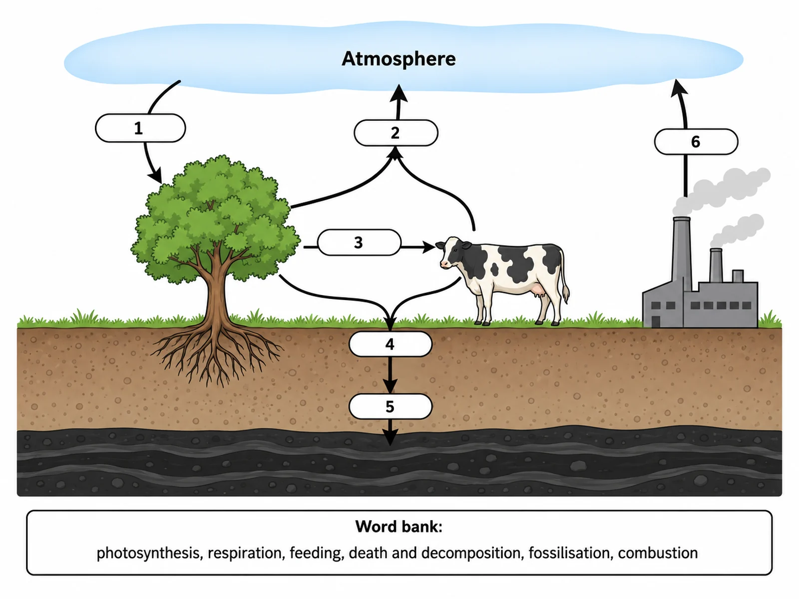 Blank carbon cycle diagram with empty arrow labels and numbered boxes for students to complete