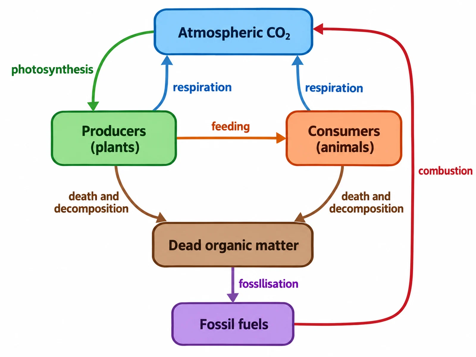 Carbon cycle drawn as a flow chart of labeled boxes and arrows rather than a landscape scene