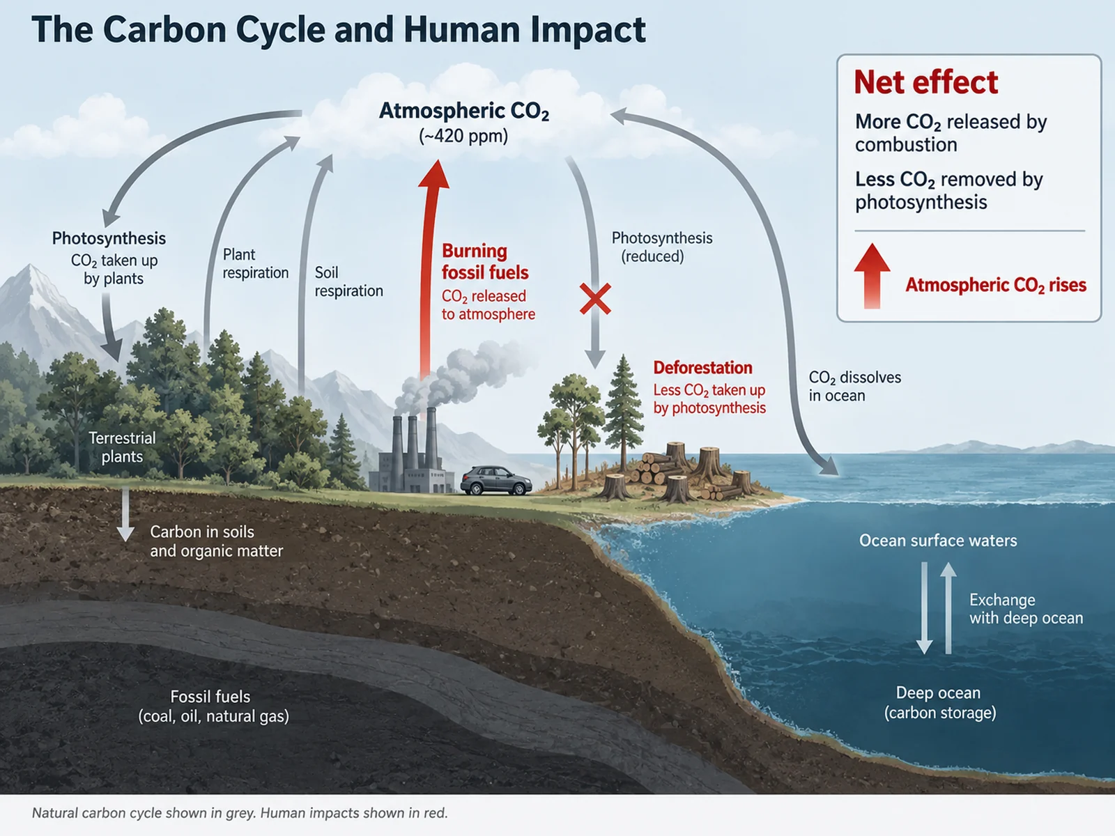 Carbon cycle diagram highlighting how combustion and deforestation increase atmospheric carbon dioxide