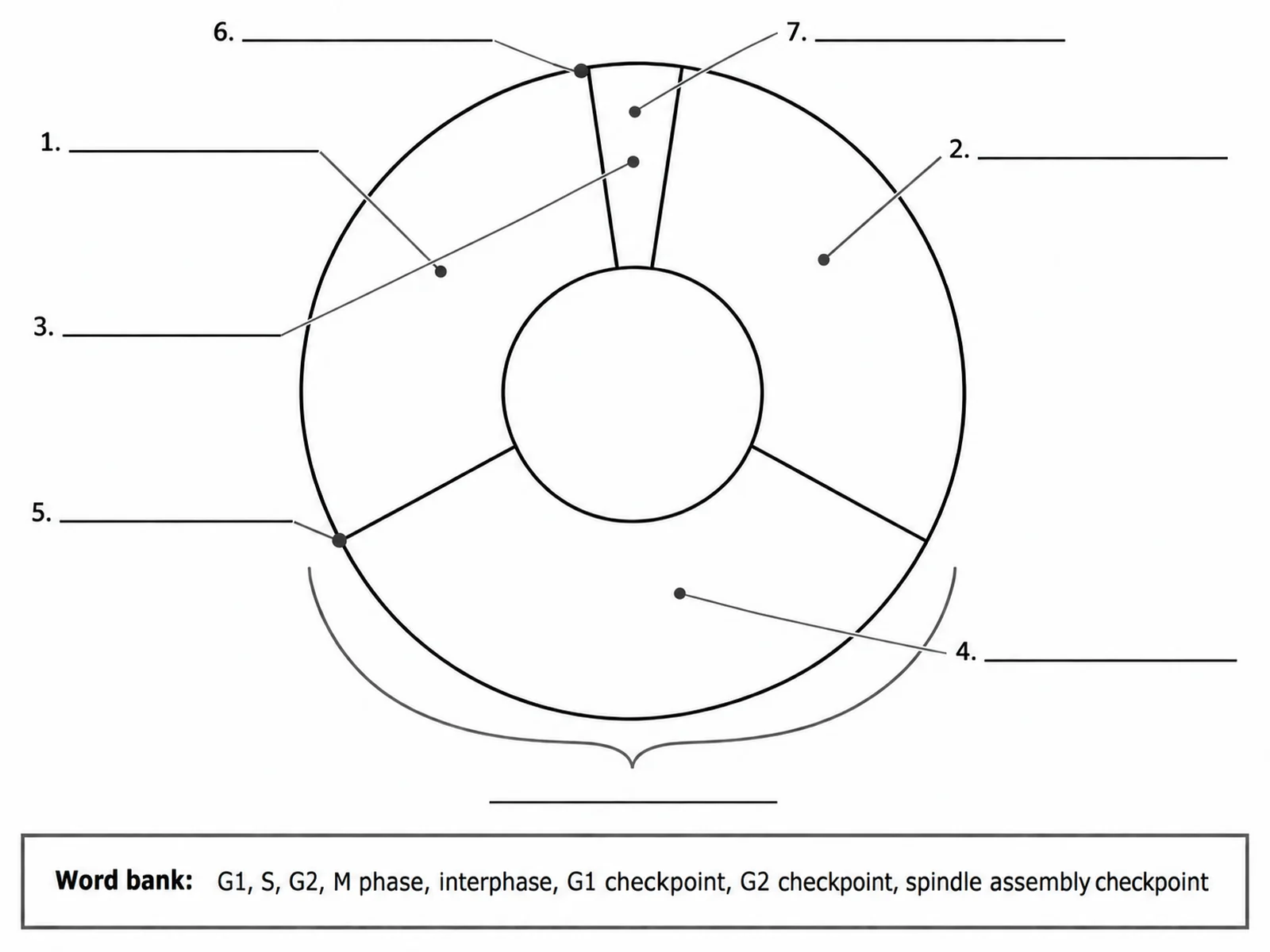 Blank cell cycle diagram with an empty divided ring and numbered lines for students to complete