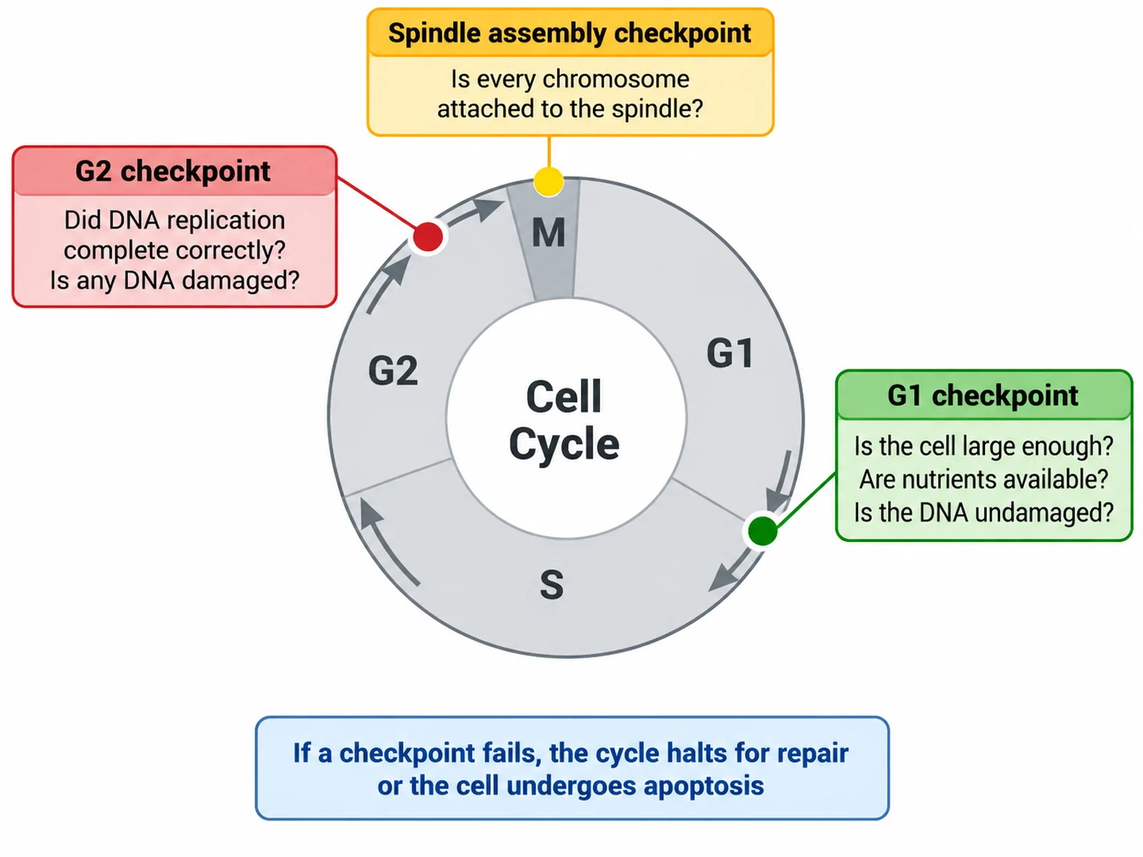 Cell cycle diagram focused on the G1, G2, and spindle assembly checkpoints and what each one tests
