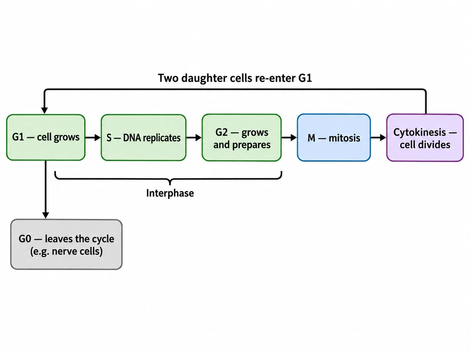 Cell cycle drawn as a linear flow chart of labeled boxes from G1 through M phase and back