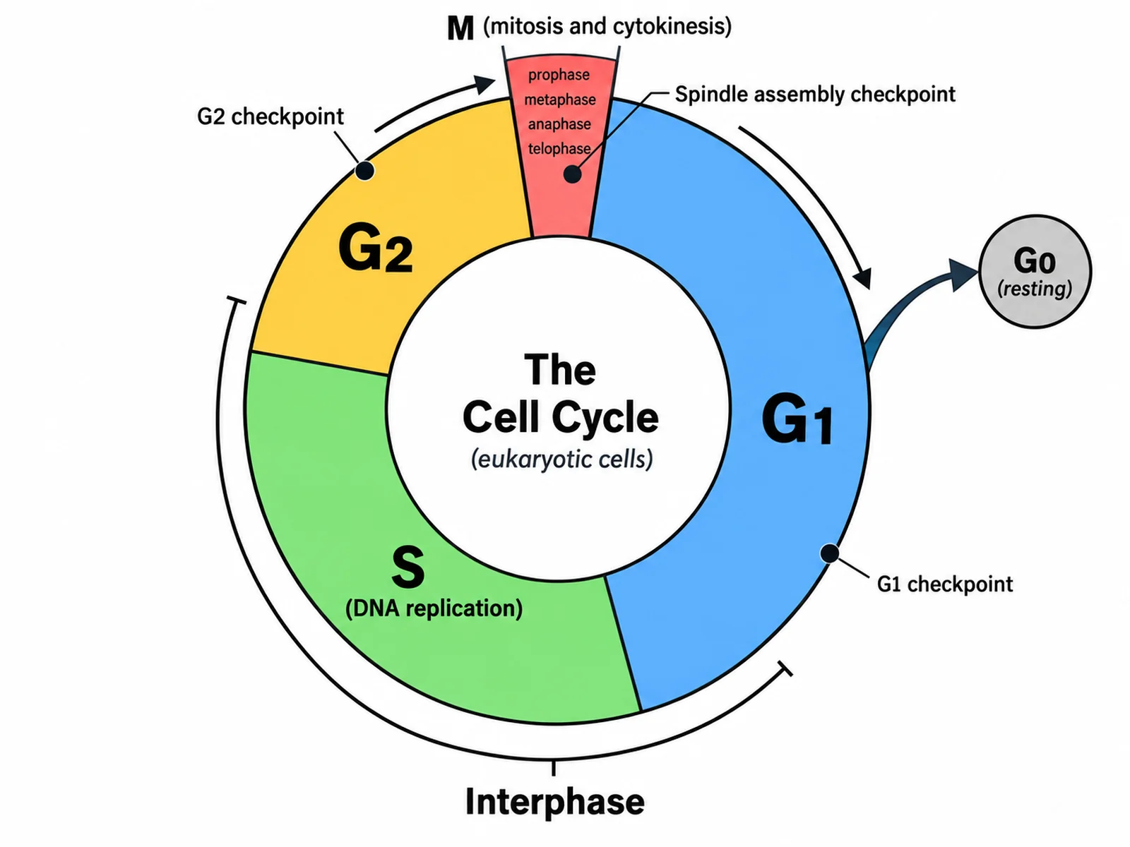 Cell Cycle Diagram Generator preview