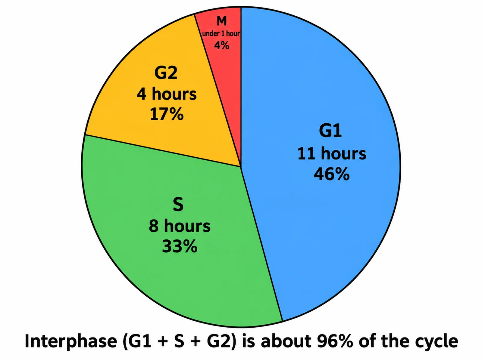 Pie chart of cell cycle phase durations showing G1 at 11 hours, S at 8 hours, G2 at 4 hours, and M under 1 hour