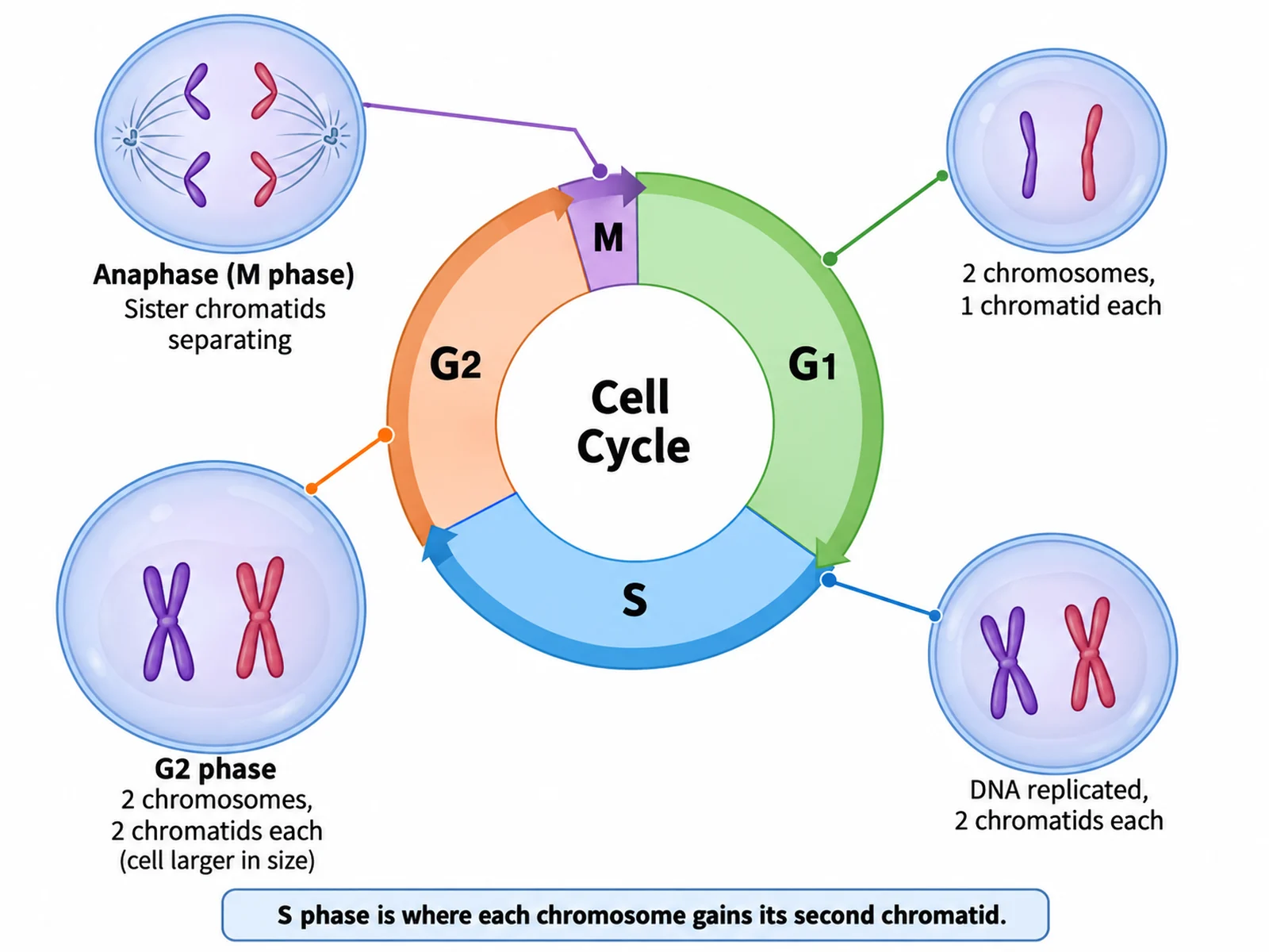 Cell cycle diagram showing chromosome state at each phase, with single chromatids before S phase and paired chromatids after