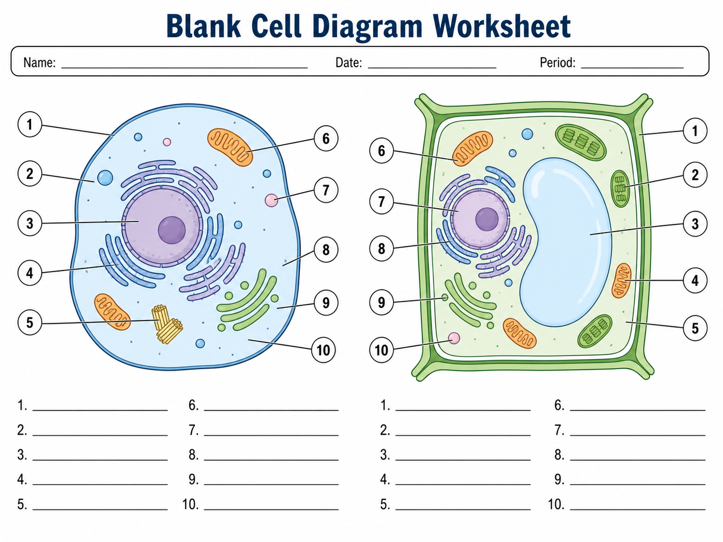 Blank cell diagram worksheet with animal and plant cells, numbered leader lines, and answer blanks