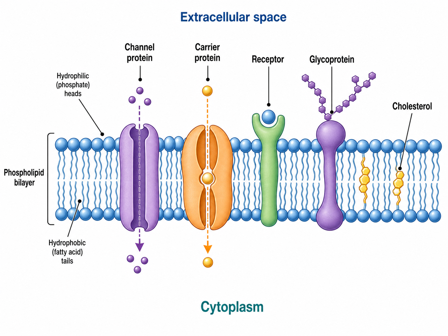 Cell membrane diagram showing phospholipid bilayer, channel protein, carrier protein, receptor, glycoprotein, cholesterol, extracellular space, and cytoplasm