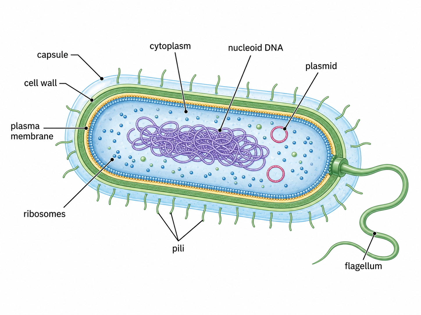 Labeled bacterial cell illustration with capsule, cell wall, plasma membrane, nucleoid DNA, plasmids, ribosomes, pili, and flagellum