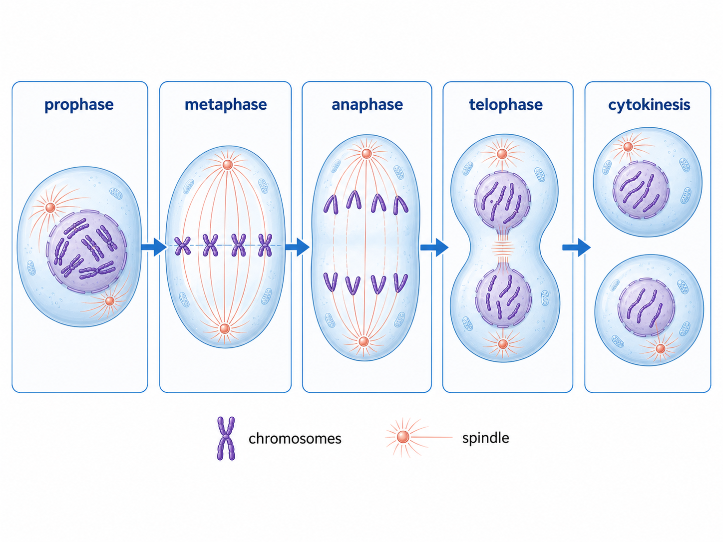 Cell division illustration showing prophase, metaphase, anaphase, telophase, cytokinesis, chromosomes, and spindle fibers