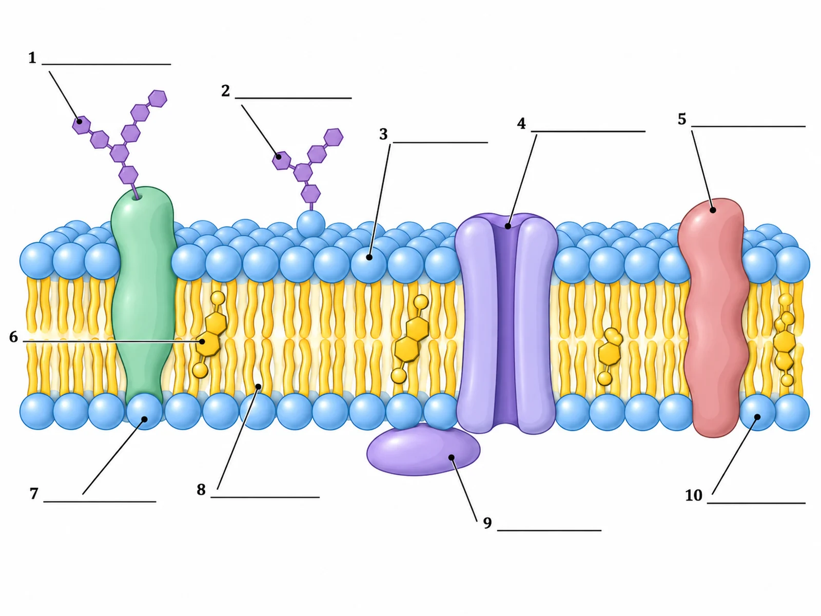 Blank unlabeled cell membrane diagram with numbered empty label lines for students to complete