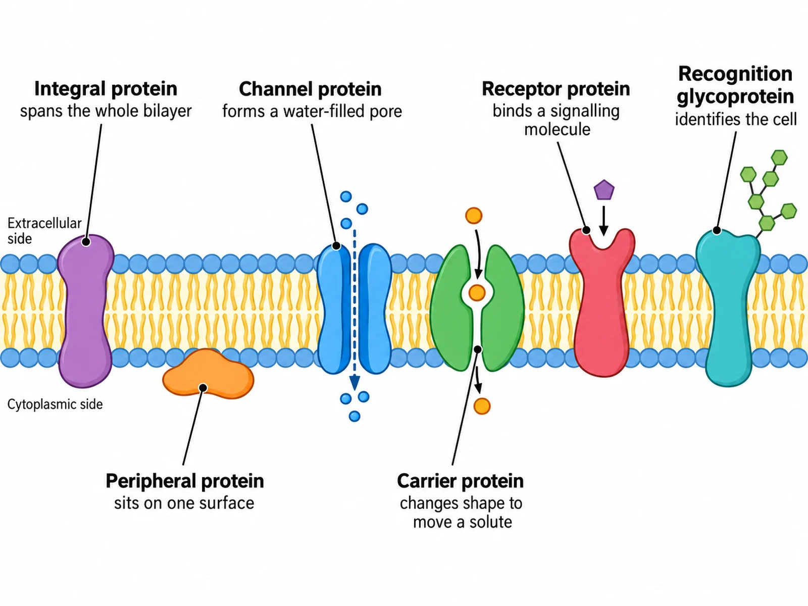 Cell membrane diagram labeling integral, peripheral, channel, carrier, receptor, and recognition proteins with their functions