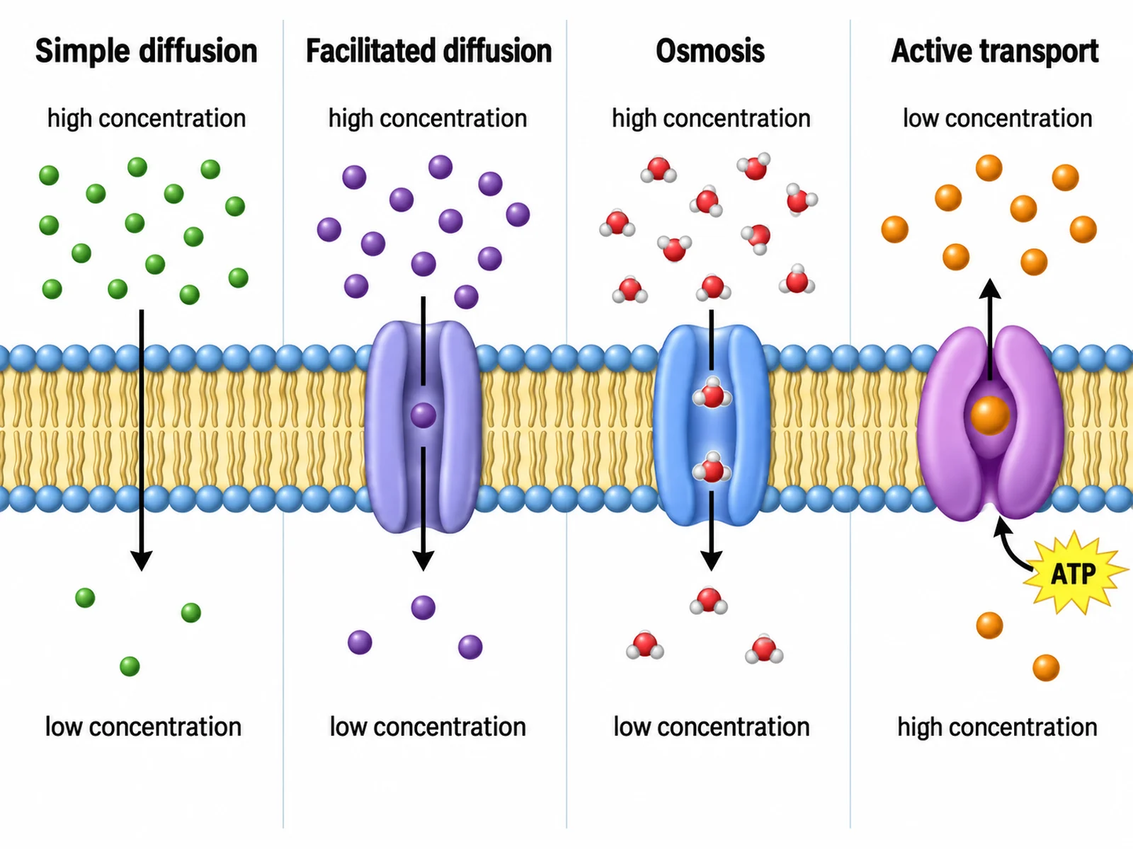 Cell membrane diagram comparing simple diffusion, facilitated diffusion, osmosis, and active transport with directional arrows