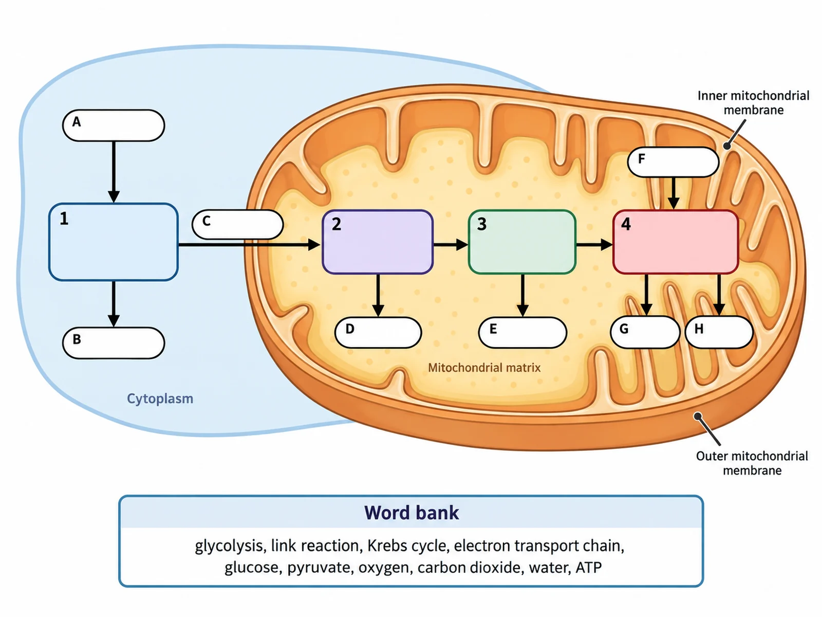 Blank cellular respiration diagram with empty stage boxes and numbered blank lines for students to complete