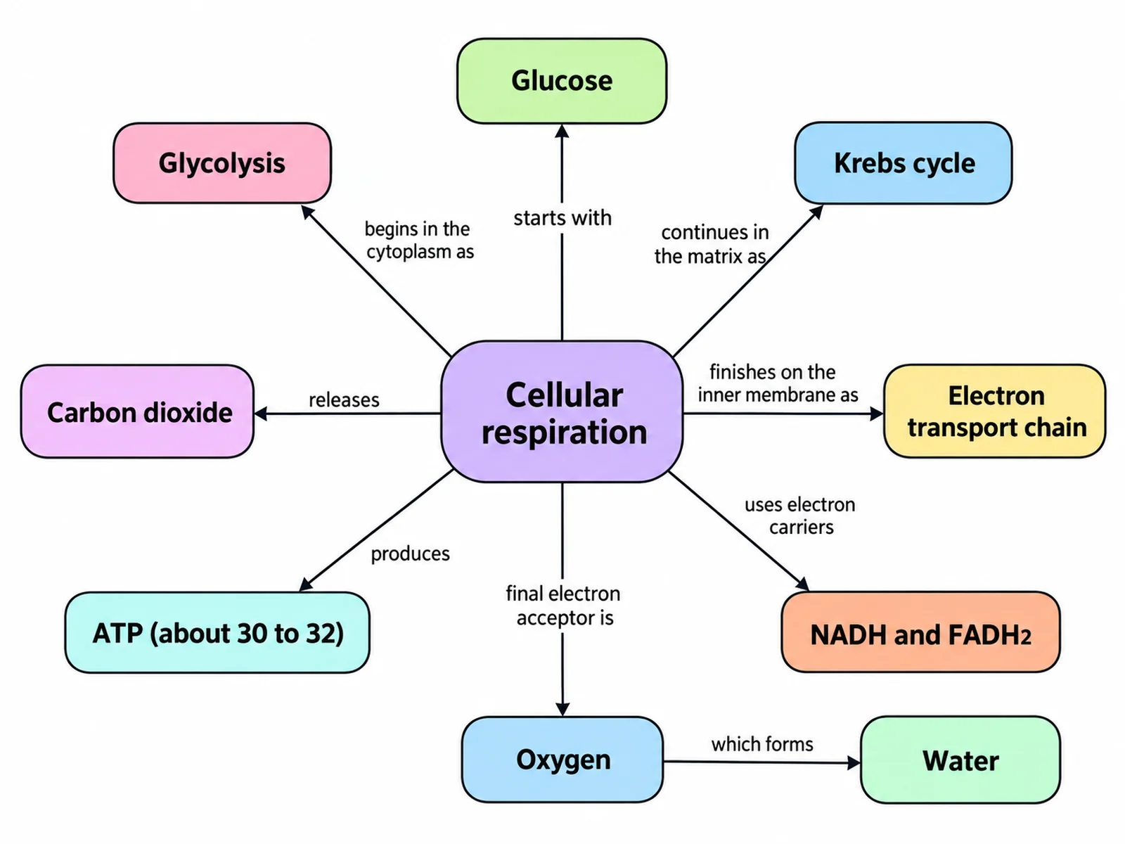 Concept map of cellular respiration linking glucose, the four stages, electron carriers, oxygen, and ATP with labeled connecting phrases