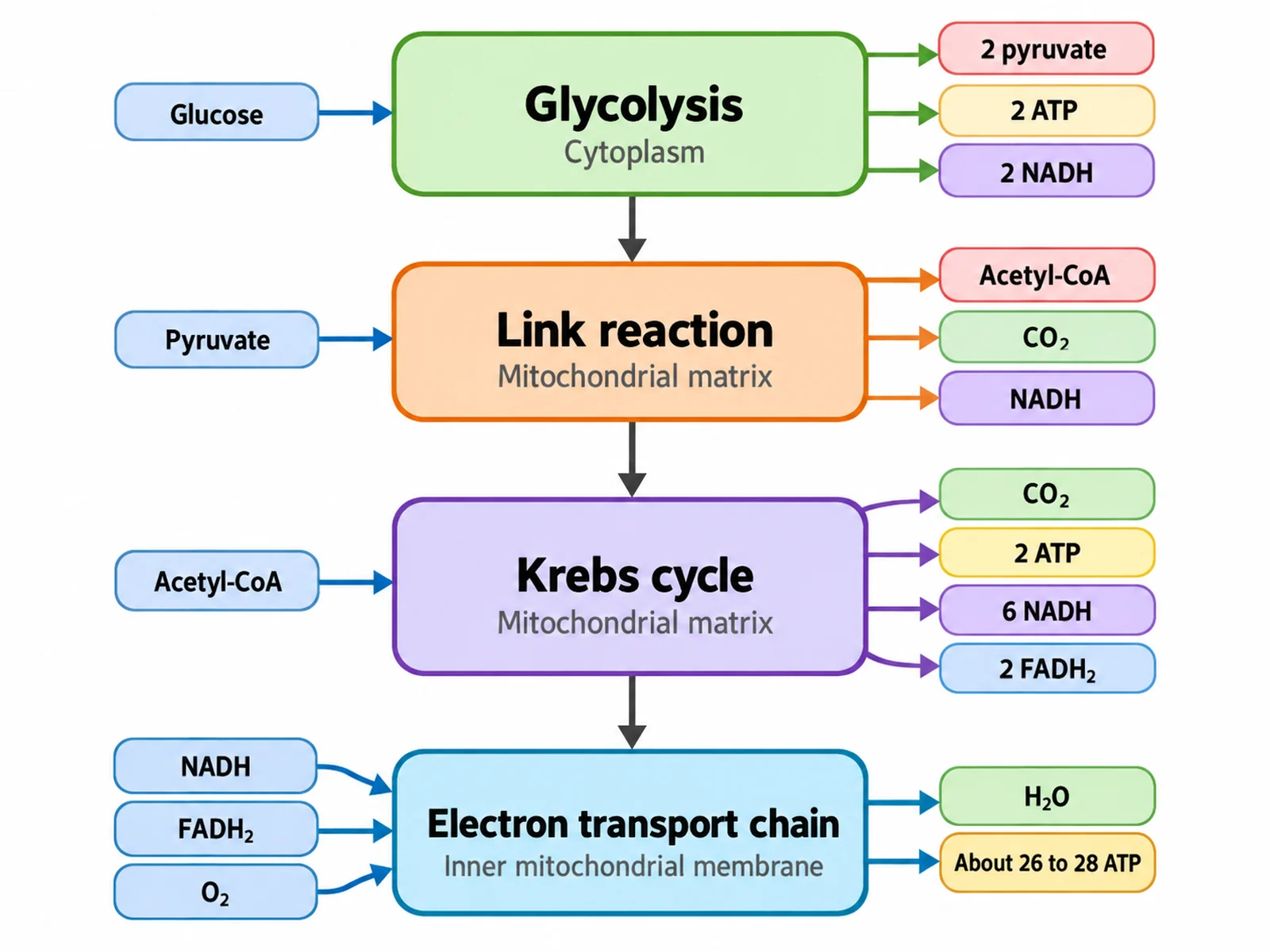Cellular respiration flow chart with the four stages as boxes and their inputs, outputs, and locations