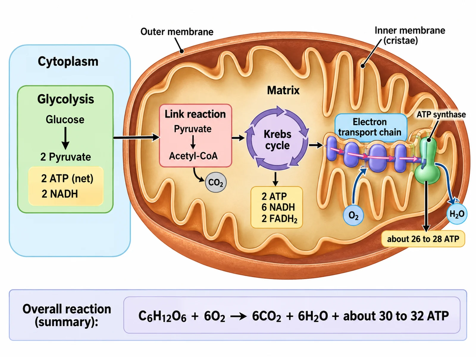 Cellular Respiration Diagram preview