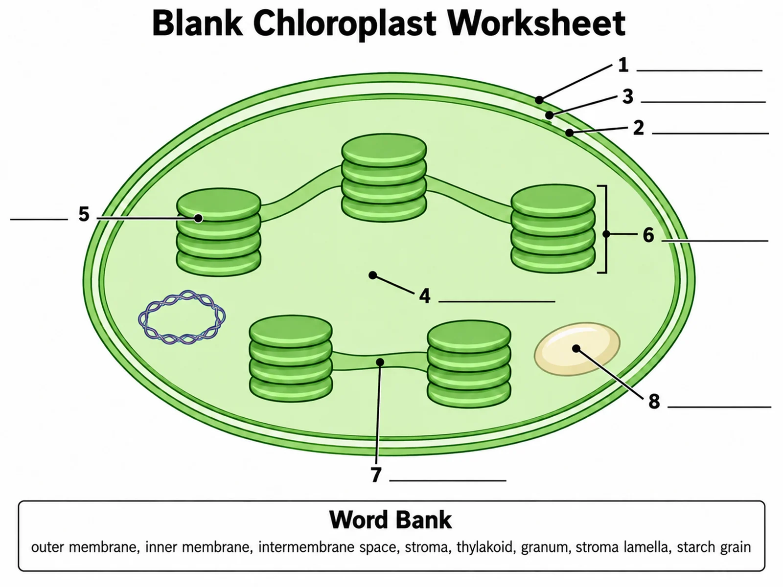 Blank unlabeled chloroplast diagram with numbered empty label lines and a word bank for students to complete