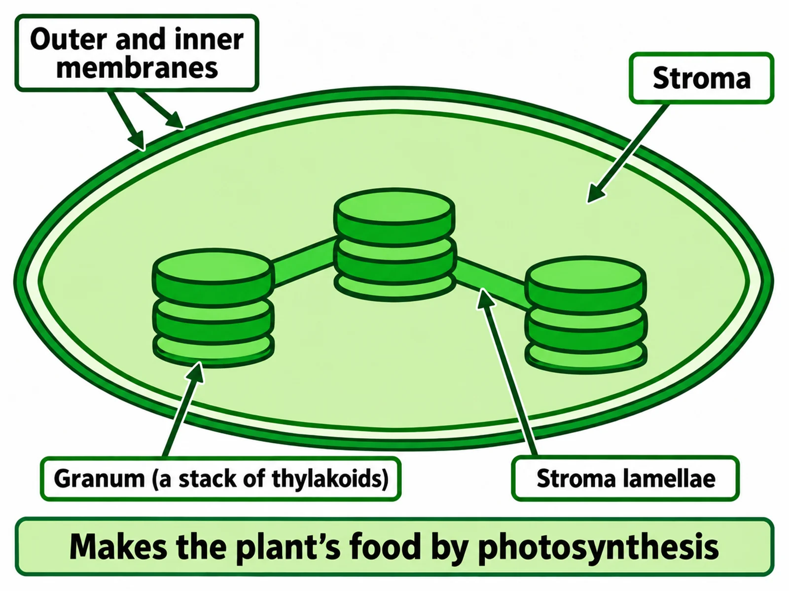 Simple easy-to-draw chloroplast with two outlines, a shaded stroma, and three small stacks of thylakoid discs