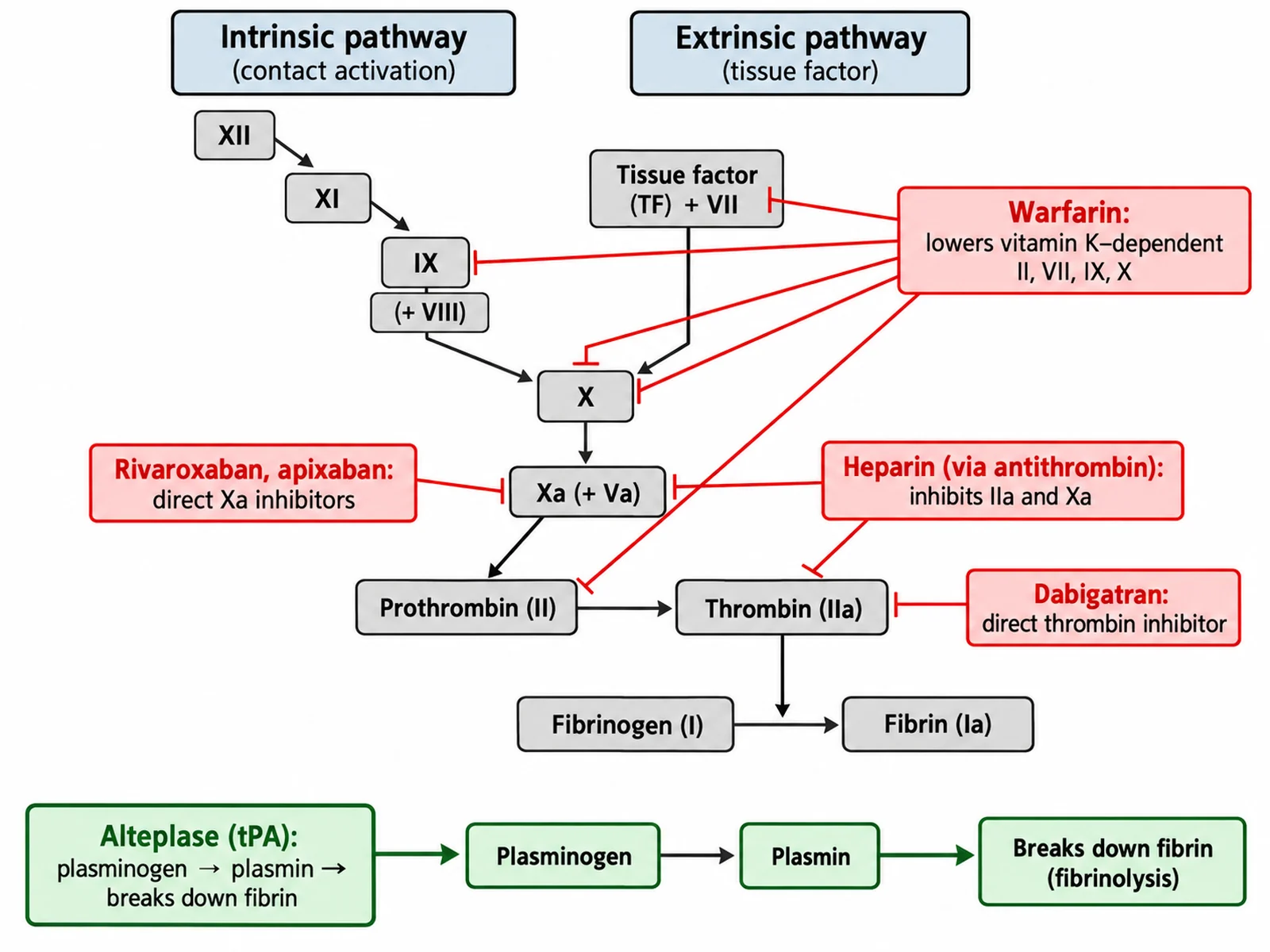 Coagulation cascade diagram marking where warfarin, heparin, direct Xa inhibitors, dabigatran, and alteplase act